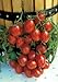 Photo Salerno Seeds Grape Tomato Crovarese Pomodoro Heirloom Tomato 3 Grams Made in Italy Italian Non-GMO review