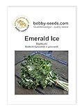 Kohlsamen Emerald Ice Bündelkohl Portion Foto, neu 2024, bester Preis 2,95 € Rezension