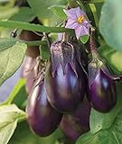 Burpee Patio Baby Eggplant Seeds 30 seeds Photo, new 2024, best price $8.73 ($0.29 / Count) review
