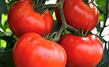 250 Tomato Seeds Manitoba| Non-GMO | Fresh Garden Seeds Photo, new 2024, best price $5.95 ($0.02 / Count) review