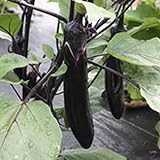 Millionaire Purple Hybrid Eggplant Garden Seeds - 25 Seeds - Non-GMO, Vegetable Gardening Seed - Egg Plant Photo, new 2024, best price $3.79 review