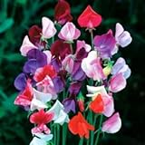 Beautiful Royal Sweet Pea Flower, 25 Heirloom Flower Seeds Per Packet, Non GMO Seeds Photo, new 2024, best price $5.99 ($0.24 / Count) review