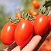Photo Roma Tomato Seeds (50 Seeds) review