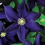 50 Dark Purple Clematis Seeds Bloom Climbing Perennial Flowers Seed Flower Vine Climbing Perennial Photo, new 2024, best price $9.99 review