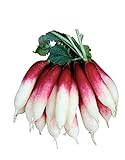 Burpee Fire 'n Ice Radish Seeds 300 seeds Photo, new 2024, best price $6.98 review