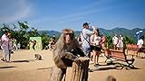 Monkey see, monkey do? Feed Japanese monkeys at Arashiyama Monkey Park Photo, new 2024, best price $69.00 review