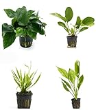 4 Potted Live Aquarium Plants Bundle - Anubia, Amazon Sword, Kleiner Bar, Narrow Leaf Photo, new 2024, best price $26.75 review
