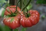 75+ Giant Belgium Tomato Seeds- Heirloom Variety Photo, new 2024, best price $3.99 review