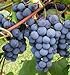 Photo Grape Seeds - Concord Grape Seeds (30) review
