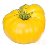 Graines de tomate, jaune Brandywine, tomates jaunes, tomates Heirloom non Ogm 50ct Photo, nouveau 2024, meilleur prix 5,45 € examen