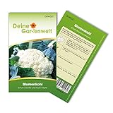 Blumenkohl Erfurt Samen - Brassica oleracea - Blumenkohlsamen - Gemüsesamen - Saatgut für 80 Pflanzen Foto, neu 2024, bester Preis 1,99 € (0,02 € / stück) Rezension
