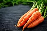 Scarlet Nantes Carrot Seeds - Non-GMO - 7 Grams, Approximately 4,750 Seeds Photo, new 2024, best price $4.99 review