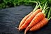 Photo Scarlet Nantes Carrot Seeds - Non-GMO - 7 Grams, Approximately 4,750 Seeds review