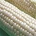 Foto 200pcs / bolsas semillas de maíz, dulce rico en blanco, semillas de granos sin GMO para plantar jardín yarda al aire libre Semillas de maíz revisión