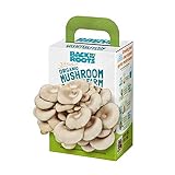 Back to the Roots Organic Mini Mushroom Grow Kit, Harvest Gourmet Oyster Mushrooms In 10 days, Top Gardening Gift, Holiday Gift, & Unique Gift Photo, new 2024, best price $12.94 review
