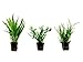 Foto Tropica Pflanzen Set mit 3 Javarfarn Aquariumpflanzen Wasserpflanzen Nr.16 Rezension