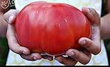 200 semillas de tomate grande gigante de tomate carne híbrido semillas Semillas NO-OGM vegetales para la plantación de jardín de casa Foto, nuevo 2024, mejor precio 5,99 € revisión
