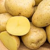 Yukon Gold Seed Potato - Best Early Eating Potato on The Market - Includes one 2-lb Bag - Can't Ship to States of ID, ME, MT, or NE Photo, new 2024, best price $16.99 ($1.70 / Count) review