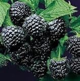 Super Flavor Sweet Berries, Jewel Black Raspberry Potted Plant Photo, new 2024, best price $24.95 review