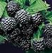 Photo Super Flavor Sweet Berries, Jewel Black Raspberry Potted Plant review