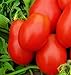 Photo 250 Roma VF Tomato Seeds | Non-GMO | Heirloom | Instant Latch Garden Seeds | Vegetable Seeds review