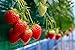 Photo Everbearing Garden Strawberry Seeds - 200+ Seeds - Grow Red Strawberry Vines - Made in USA, Ships from Iowa. review
