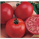 Burpee Big Boy Tomato Seeds (20+ Seeds) | Non GMO | Vegetable Fruit Herb Flower Seeds for Planting | Home Garden Greenhouse Pack Photo, new 2024, best price $4.69 ($0.23 / Count) review