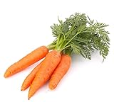500 Scarlet Nantes Carrot Seeds for Planting - Heirloom Non-GMO USA Grown Vegetable Seeds for Planting by RDR Seeds Photo, new 2024, best price $5.79 review