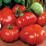 Park Seed Costoluto Genovese Tomato Seeds, Pack of 30 Seeds Photo, new 2024, best price $7.95 review