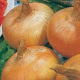 Park Seed Granex Hybrid 33 Vidalia Style Sweet Yellow Onion Seeds, Pack of 200 Seeds Photo, new 2024, best price $8.95 review
