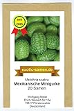 Mexikanische Minigurke - Melothria scabra - sehr ertragreich - 20 Samen Foto, neu 2024, bester Preis 2,65 € Rezension