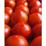 Early Girl Tomato - One of The Earliest Tomatoes!!!!!!!!!(25 - Seeds) Photo, new 2024, best price $3.69 review