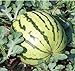 Photo Dixie Queen Watermelon Seeds, (Isla's Garden Seeds), 50 Heirloom Seeds Per Packet, Non GMO Seeds, Botanical Name: Citrullus lanatus review