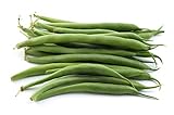 Green Bean Seeds for Planting - Provider - Bush Bean - 50 Seeds - Heirloom Non-GMO Vegetable Seeds for Planting Photo, new 2024, best price $5.49 ($0.11 / Count) review