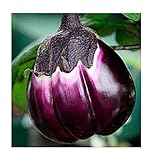 Aubergine Violetta di Firenze - Eierfrucht - 20 Samen Foto, neu 2024, bester Preis 1,60 € Rezension