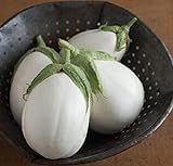 David's Garden Seeds Eggplant Paloma (White) 25 Non-GMO, Hybrid Seeds Photo, new 2024, best price $3.45 review