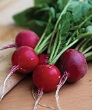 Burpee Cherry Belle Radish Seeds 1000 seeds Photo, new 2024, best price $7.22 ($0.01 / Count) review