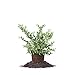 Photo Perfect Plants Tifblue Blueberry Live Plant, 1 Gallon, Includes Care Guide review