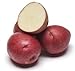 Photo Red Norland Seed Potatoes- 5 pounds- New Crop 2020 review
