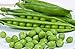 Photo 25 Cascadia Pea Seeds | Non-GMO | Heirloom | Fresh Garden Seeds review