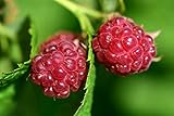 Raspberry Bare Root - 2 Plants - Polana Raspberry Plant Produces Large, Firm Berries with Good Flavor - Wrapped in Coco Coir - GreenEase by ENROOT Photo, new 2024, best price $27.99 review