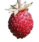 Wald-Erdbeere (Fragaria vesca) 20 Samen auch Monatserdbeere genannt Foto, neu 2024, bester Preis 1,49 € Rezension