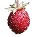 Foto Wald-Erdbeere (Fragaria vesca) 20 Samen auch Monatserdbeere genannt Rezension