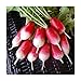Photo David's Garden Seeds Radish French Breakfast 1331 (Red) 200 Non-GMO, Heirloom Seeds review