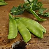 Oregon Sugar Pod II Snow Pea - 50 Seeds - Heirloom & Open-Pollinated Variety, Easy-to-Grow & Cold-Tolerant, Non-GMO Vegetable Seeds for Planting Outdoors in The Home Garden, Thresh Seed Company Photo, new 2024, best price $7.99 ($0.16 / Count) review