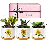 GIFTAGIRL Sunflower Décor Gifts - Pretty Sunflower Mothers Day or Birthday Gifts, Like Our Super Cute Pots are Unique Gifts for Sunflower Lovers for any Occasion and Arrive Beautifully Gift Boxed Photo, new 2024, best price $29.99 review