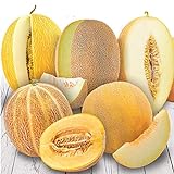 NIKA SEEDS - Friut Cantaloupe Sweet Big Five Mix - 10-20 Seeds Photo, new 2024, best price $5.95 review