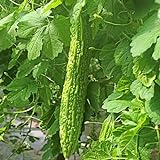 50 Pcs Non-GMO Bitter Gourd Seeds Bitter Melon Seeds Bitter Squash Seeds Balsam Pear Photo, new 2024, best price $7.99 review