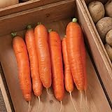 David's Garden Seeds Carrot Bolero 1166 (Orange) 200 Non-GMO, Hybrid Seeds Photo, new 2024, best price $4.45 review