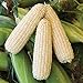 Foto 50 piezas de semillas de maíz blanco vegetales naturales raros tolerantes a la sequía para plantar al aire libre fácil germinación crecimiento rápido, jardineros novatos adecuados revisión